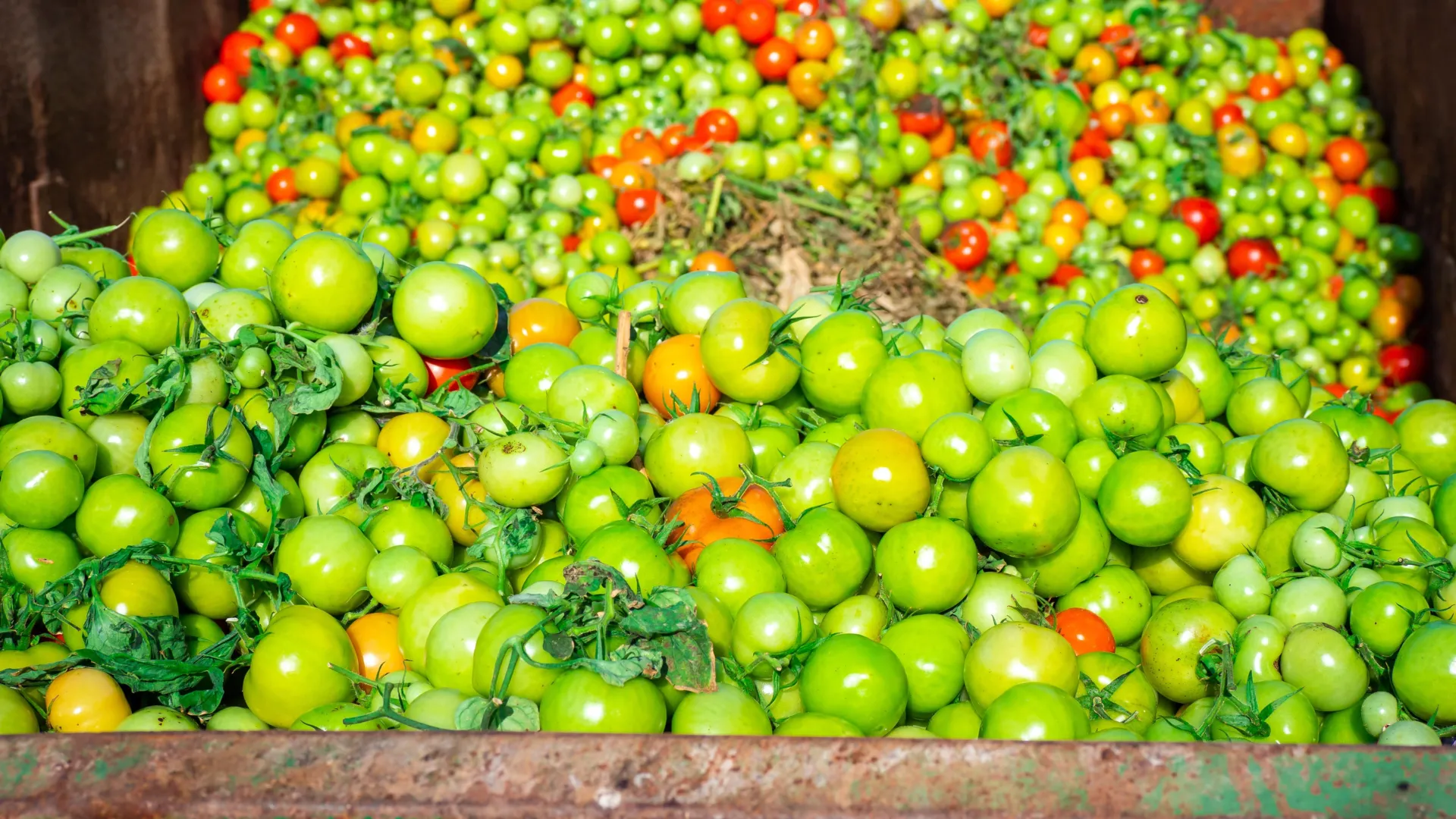 food-waste-tomatoes-in-trash-dumpster The Food System’s Hidden Flaw