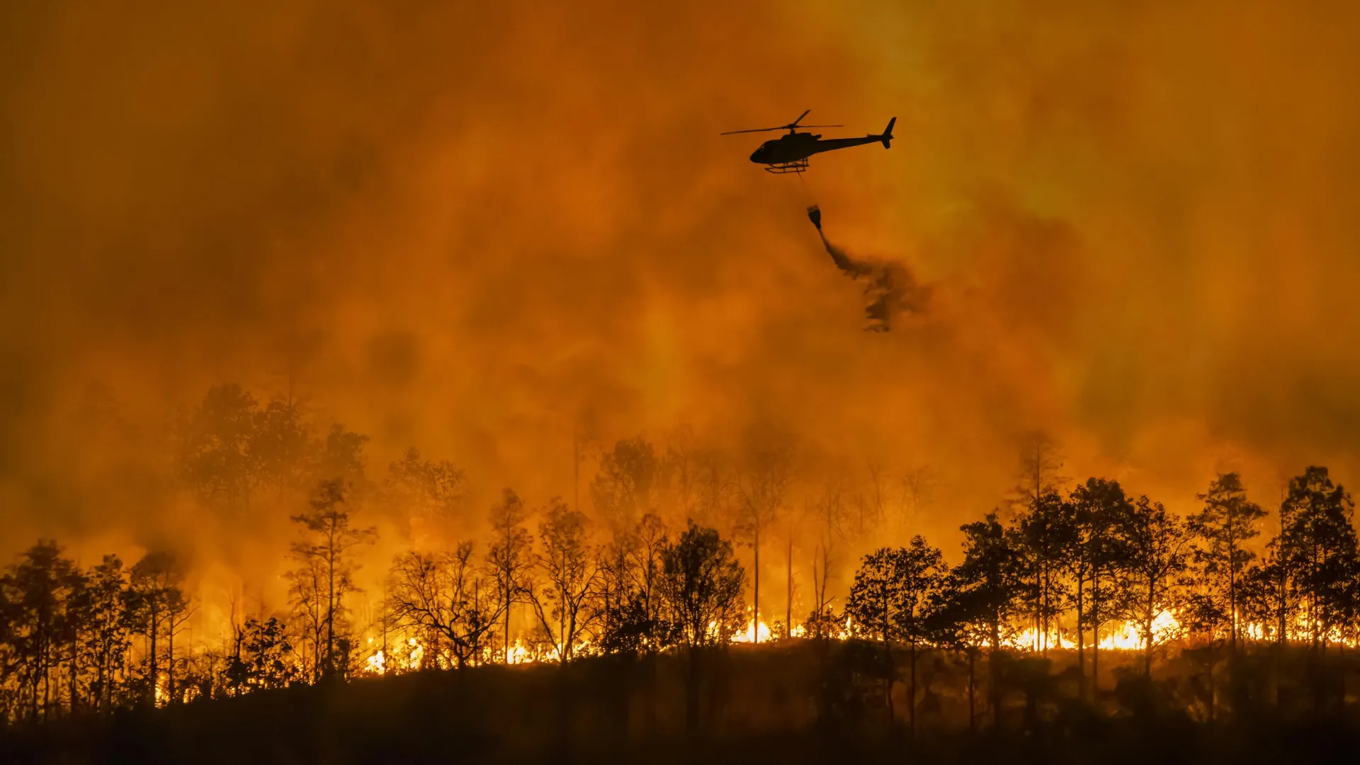 Why Timber Plantations Explode Into Megafires